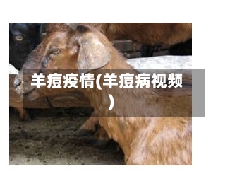 羊痘疫情(羊痘病视频)